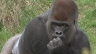 Escaped gorilla downs 5litres of undiluted blackcurrent squash [upl. by Risser]