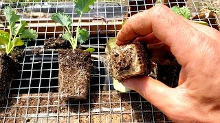 BEST Way to Start Seeds for Healthiest Seedlings [upl. by Idette]