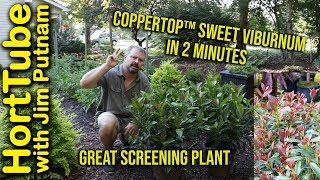 Coppertop™ Sweet Viburnum in 2 Minutes  Great Screening Plant [upl. by Kcirddor]