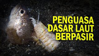 Tirani Cacing Monster Penghuni Pasir Cacing Bobbit AlamSemenit [upl. by Cybill588]