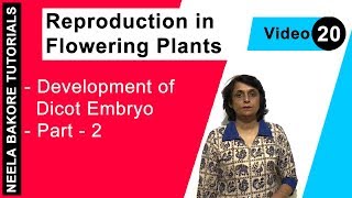 Reproduction in Flowering Plants  NEET  Development of Dicot Embryo  Part 2  Neela Bakore [upl. by Howie400]