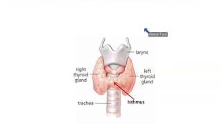 Anatomy of Thyroid and Parathyroid Glands  Dr Ahmed Farid [upl. by Angelina586]