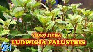 FICHA TÉCNICA PLANTA ACUATICA LUDWIGIA PALUSTRIS [upl. by Amarillis]