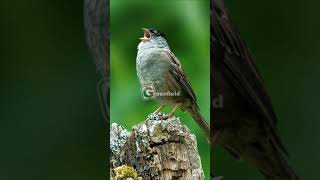 Goldencrowned Sparrow Singing [upl. by Yokum779]