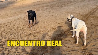 DOGO ARGENTINO Encuentro con ROTTWEILER 🐶😲 [upl. by Atineb]