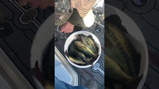 Catching dem Bass Swamp People Style Green Trout Eating good in da Swamp Hood [upl. by Ornstead]