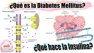 Qué es la DIABETES y qué hace la INSULINA  FISIOPATOLOGÍA DIABETES MELLITUS 11 [upl. by Aidua794]