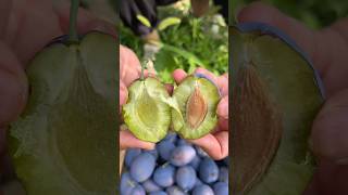 Sweet and delicious fruits from our garden 🍇 fruit shorts [upl. by Ainalem886]