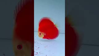 fish goldfish 🐠🐟🐠aquarium fishing guppy pets petfish fishtankvlog fishaquariu [upl. by Ecinnahs]