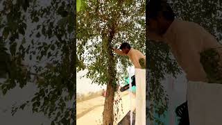 Tree cutting  cutter  Short viral  mini vlog  tree cutter cutting funny viralshort mini [upl. by Gage]