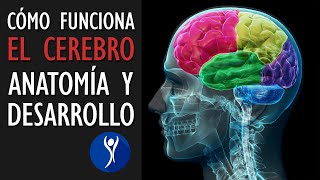 CEREBRO Y SUS HEMISFERIOS [upl. by Enenaej]