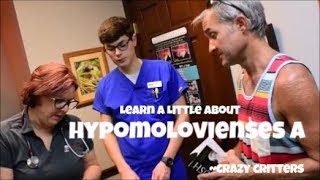 Crazy Critters goes to the vet after a turtle was brought with hypovitaminosis A [upl. by Meekar]