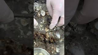 Immersive oyster digging makes the oysters thinner and thinner 2024 New Farmer Plan Decompressio [upl. by Trella]