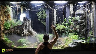 2 Month Evolution of My Giant Rainforest Vivarium [upl. by Pierro]