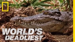 Mama Croc to the Rescue  Worlds Deadliest [upl. by Ellehcrad]