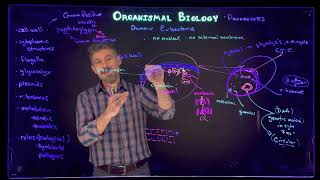 Prokaryotes Domain Eubacteria General Structure and traits [upl. by Jacinda]