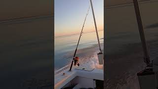 Shark bay 35 knots back to shore fishing fish [upl. by Kolivas255]