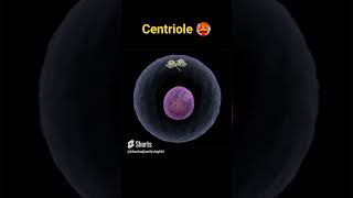 Centriole  Function Of centrioleCell Organale neet biology education [upl. by Ellord]