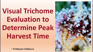 Visual Trichome Evaluation to Determine Peak Harvest Time [upl. by Onairelav401]