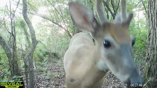 Maurepas Swamp WMA Trail Cam Videos JulyAug [upl. by Alison]