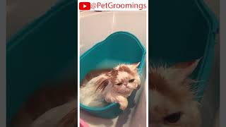 ADORABLE PERSIAN Cat LOVES Bath Time 🐱🛁 puppy doggroominglife dogbreed pets groominglife [upl. by Willett110]