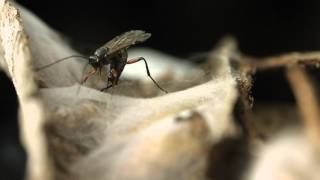 Ichneumon wasp ovipositing closeup [upl. by Igenia441]