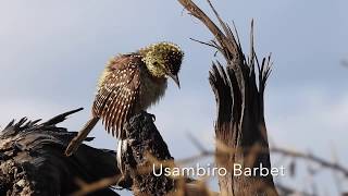 Birds of Tanzania 2019 [upl. by Cloutman]