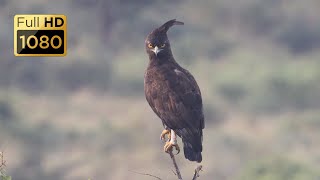 BIRDS OF SOUTH AFRICA PART 1 OF 10 [upl. by Eirhtug]