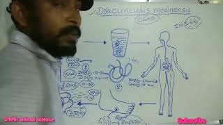 Dracunculus medinensislife cycle [upl. by Grearson]