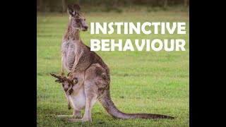 INSTINCTIVE BEHAVIOUR [upl. by Putnem]