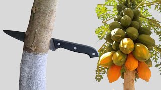 Como CAPAR un Árbol de Papaya o Lechosa para que no Crezca y Cuaje todo el Fruto  Resultados [upl. by Kenney]