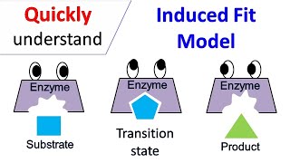 Induced fit model [upl. by Monro]