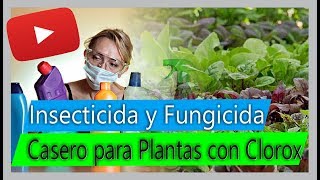 Cómo hacer Insecticida y Fungicida casero para Plantas  Usos del Clorox en el cultivo [upl. by Clarine]