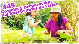 🌱 Cosecha y preparación del huerto antes de viajar 🌱  Mandarina con Mate [upl. by Napas327]