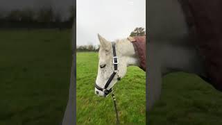 New headcollar 😍 horseeditytshortsviral [upl. by Elin]