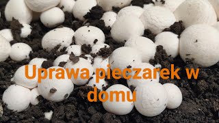 Uprawa pieczarek w domu [upl. by Teak]