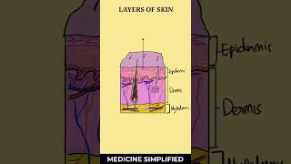 Layers of Skin  Layers of Epidermis  Skin Layer Anatomy medicine anatomy [upl. by Muirhead119]