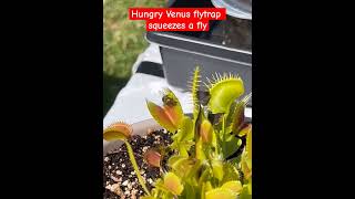 Hungry Venus Flytrap squeezes and eats fly juice [upl. by Irrak]