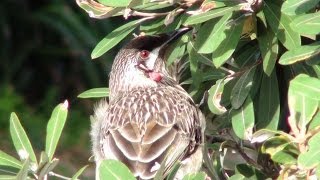 Red Wattlebird feeds in Banksia integrifolia [upl. by Dranyar]