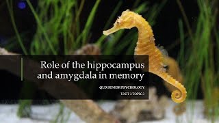 Role of the Hippocampus and Amygdala in Memory [upl. by Suirtimid638]