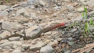 Red Necked Keelback catching its prey large frog [upl. by Chenee]