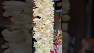 রজনীগন্ধা ফুলTuberose flowers nature shorts [upl. by Ogram682]