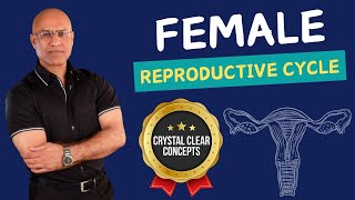 Female Reproductive Cycle  Menstrual Cycle  Hormones [upl. by Vincenta611]