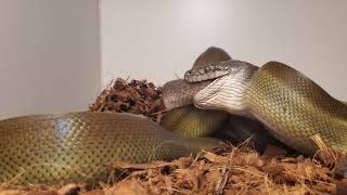 papuan python eating a spotted python [upl. by Adelaida]