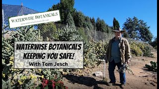 Waterwise Botanicals Keeping you safe one Cholla cactus at a time [upl. by Ysteb]