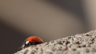 Divpunktu mārīte  Twospot ladybird Adalia bipunctata [upl. by Ecinrahs]