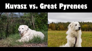 Podcast 134 Great Pyrenees vs Kuvasz  How to tell the difference [upl. by Arakat]