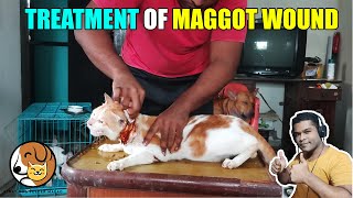 HOW TO TREAT A MAGGOT WOUNDTREATMENT OF CAT1 [upl. by Nattirb25]