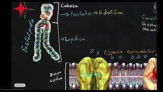 Transporte Membranal  Premedicina  EXANIII [upl. by Lette835]