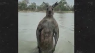 Caught on camera Man takes on kangaroo to save dog [upl. by Onitsoga]